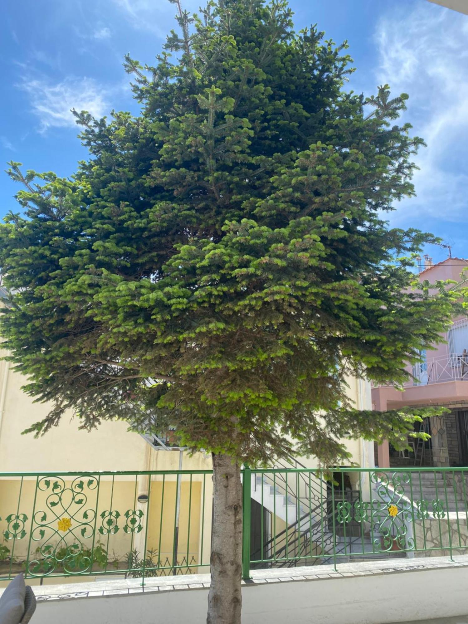 Small Garden Studio Kavala Exterior foto